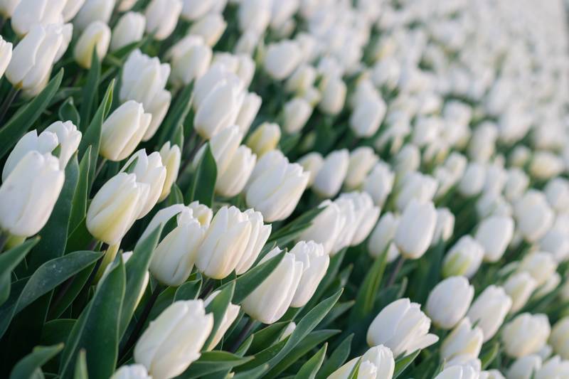 Strandurlaub Callantsoog LekkerNaarZee Tulpen